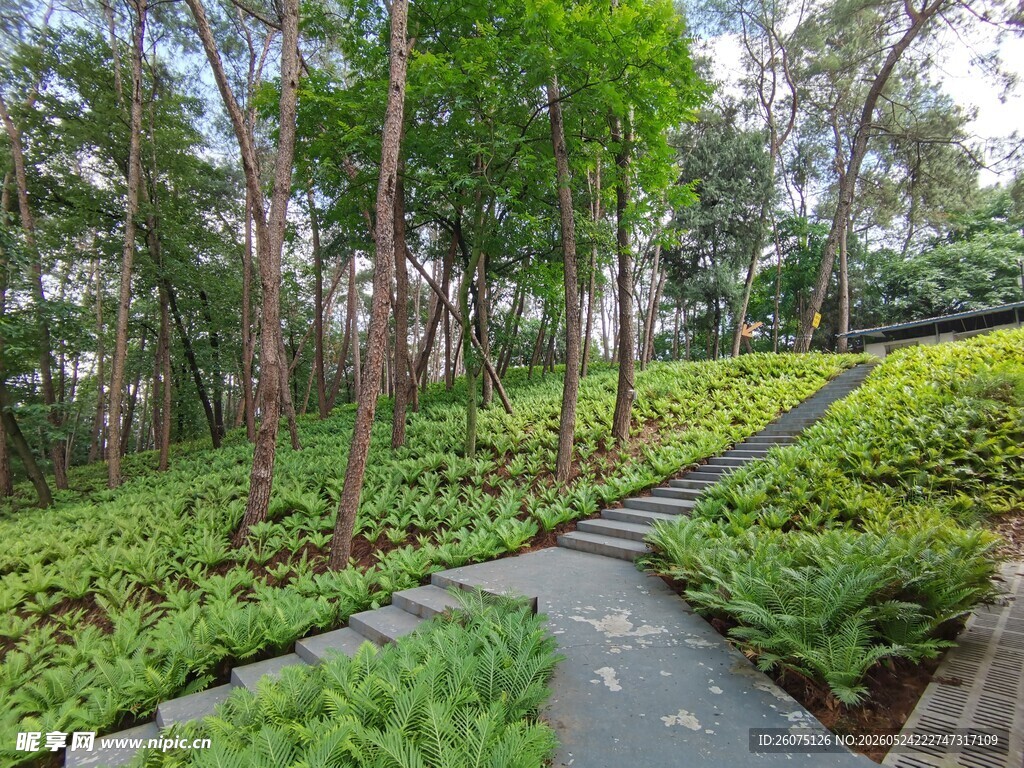 林间小径绿意盎然的自然景