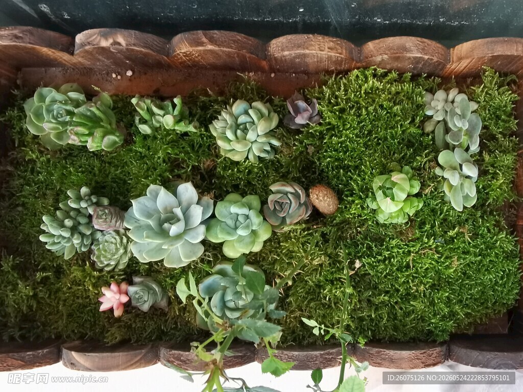 多肉绿植墙清新自然风