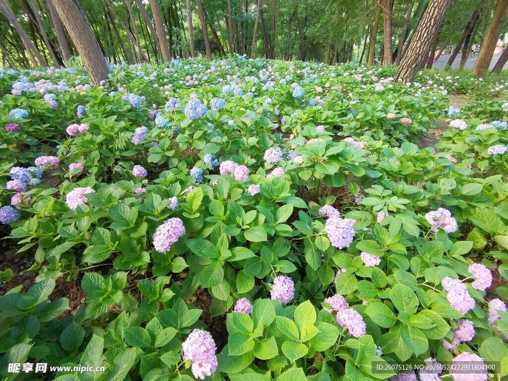 林间繁茂的紫花绿叶植物