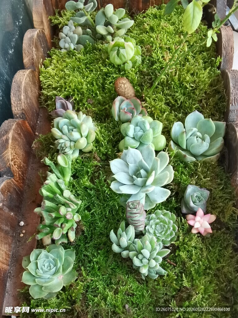 多肉植物与苔藓的生机组合