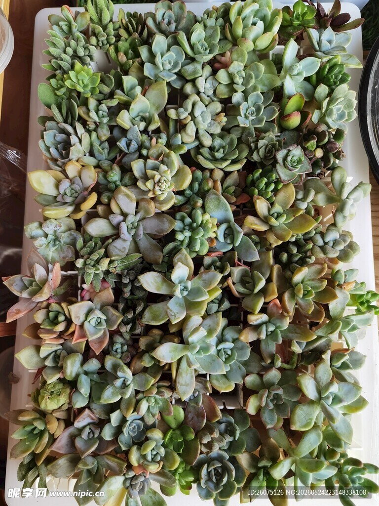 繁茂的多肉植物墙
