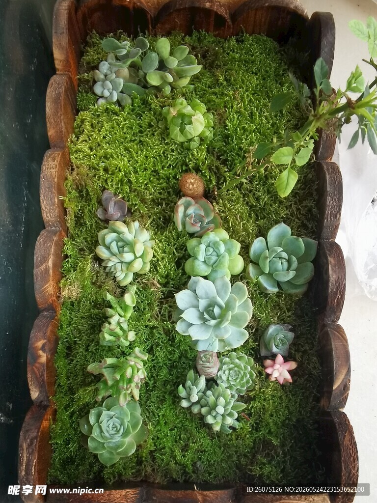 木质花盆中的多肉与青苔