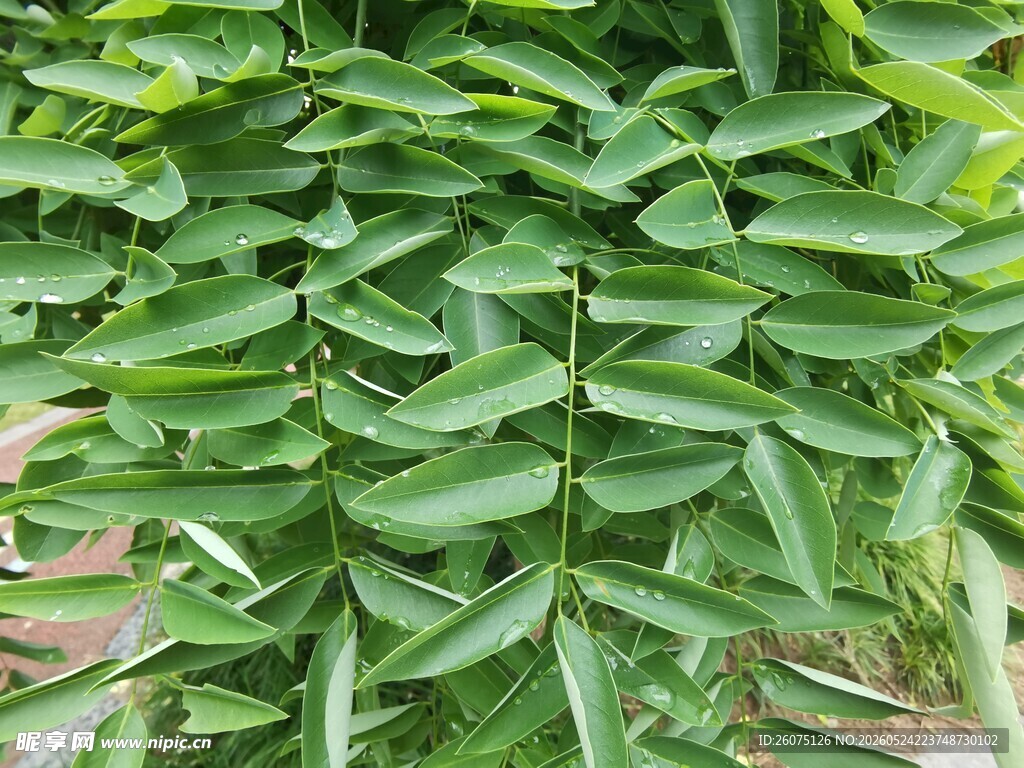 翠绿叶片的植物特写