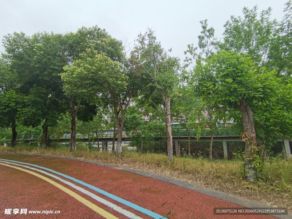 彩色道路旁的葱郁树林