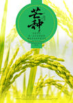 芒种海报 