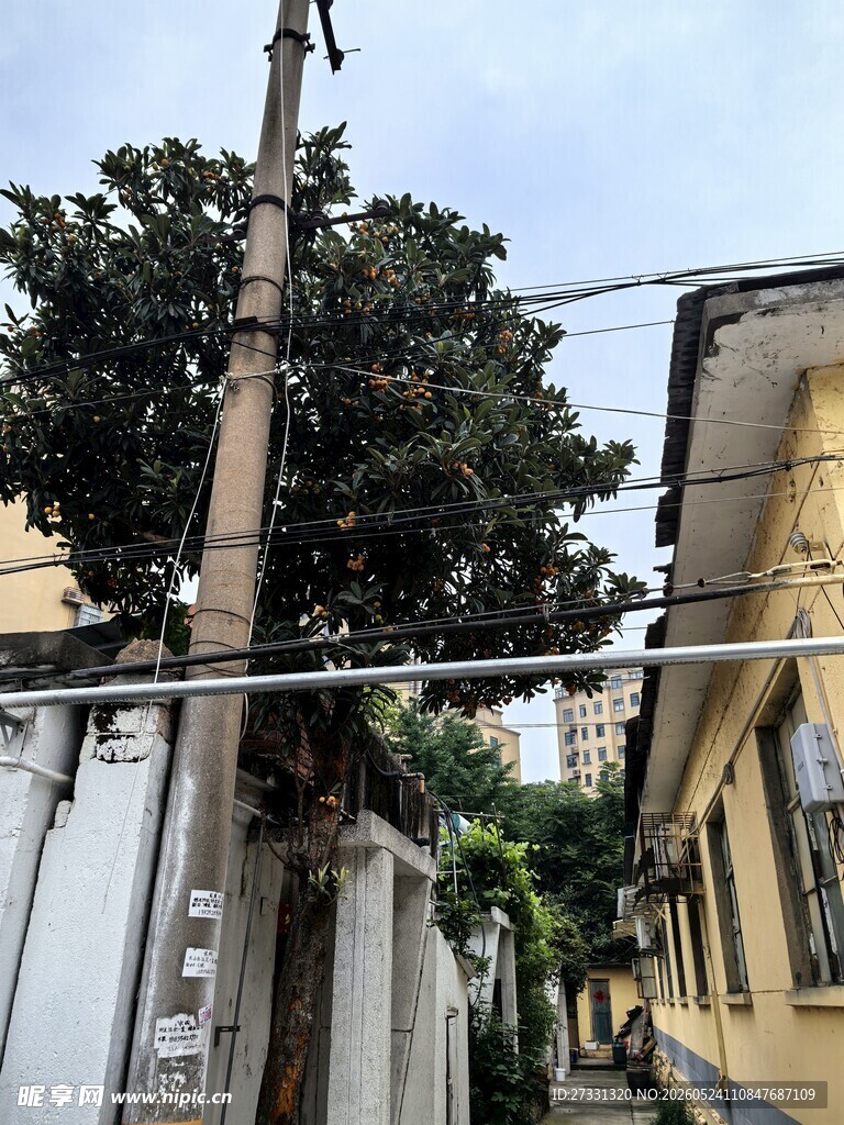 小巷中的电线杆与绿树