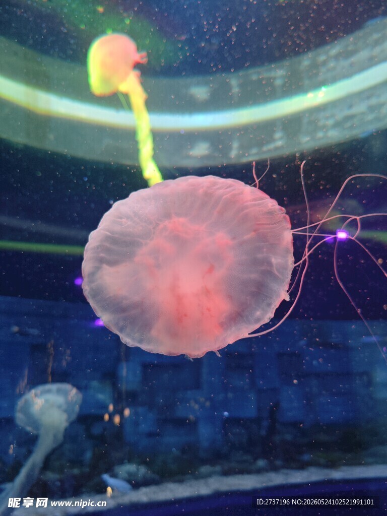 水母