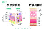 皮肤解剖与结构示意图