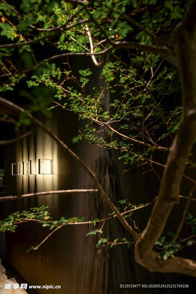夜晚林间光影静谧景象