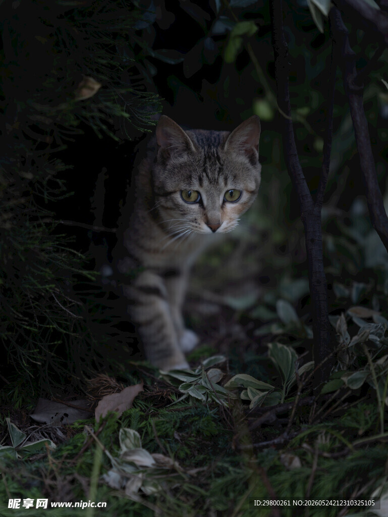狸花猫