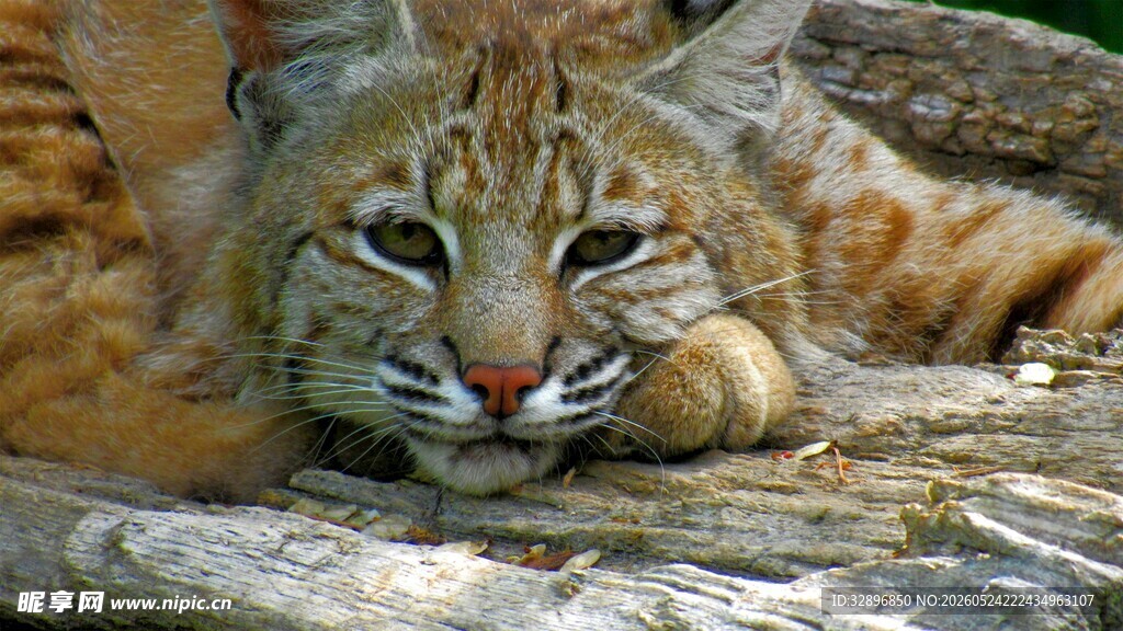趴在岩石上的野生山猫