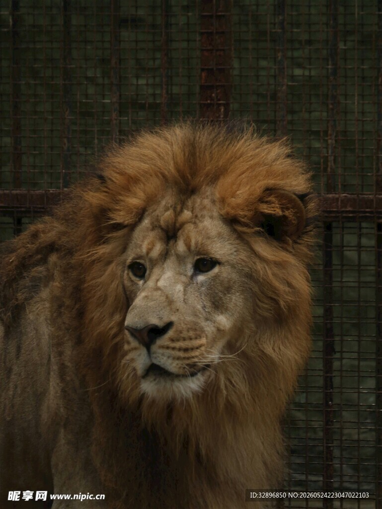 笼中雄狮