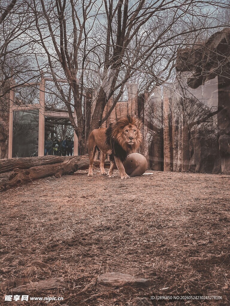 动物园中休憩的雄狮