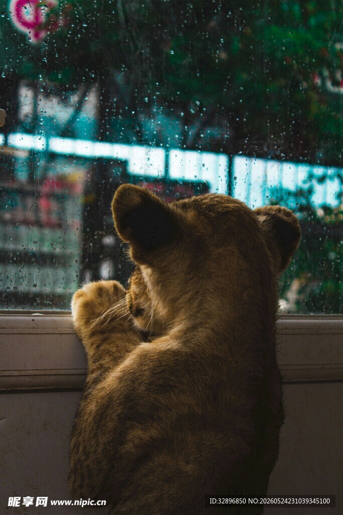 窗边猫咪专注望向外景