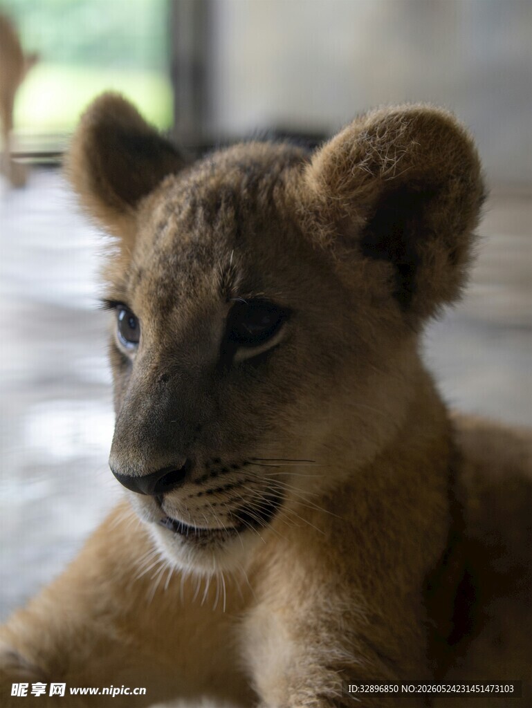 可爱小狮子特写