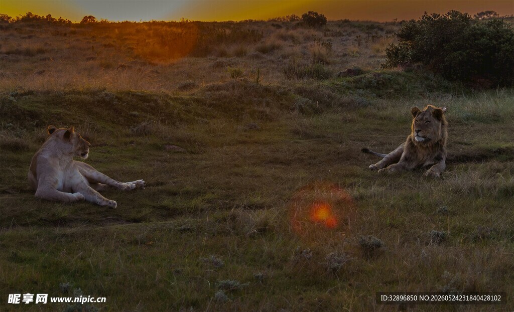 夕阳下草原上的闲适场景