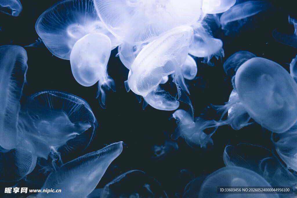 梦幻水母在深蓝中舞动