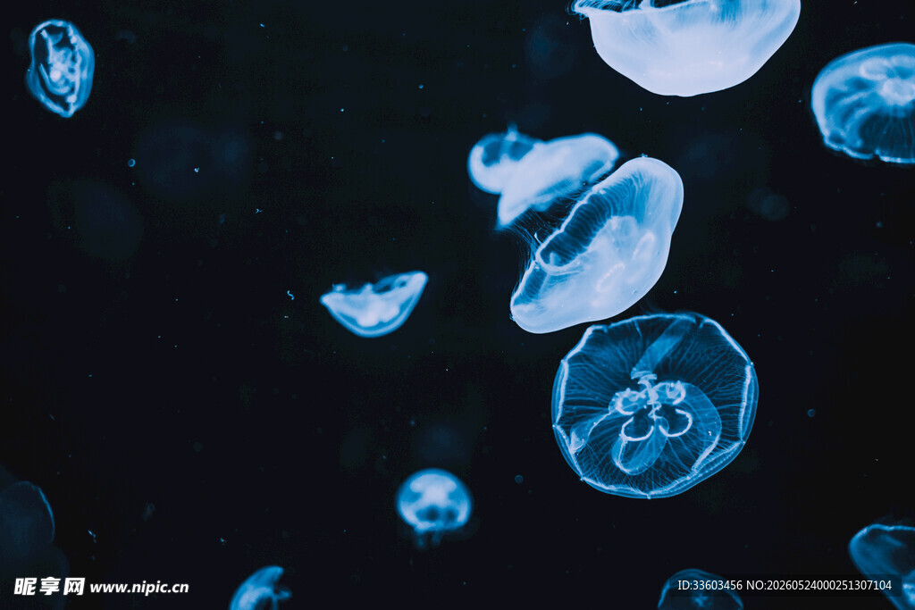 梦幻蓝水母在水中飘逸