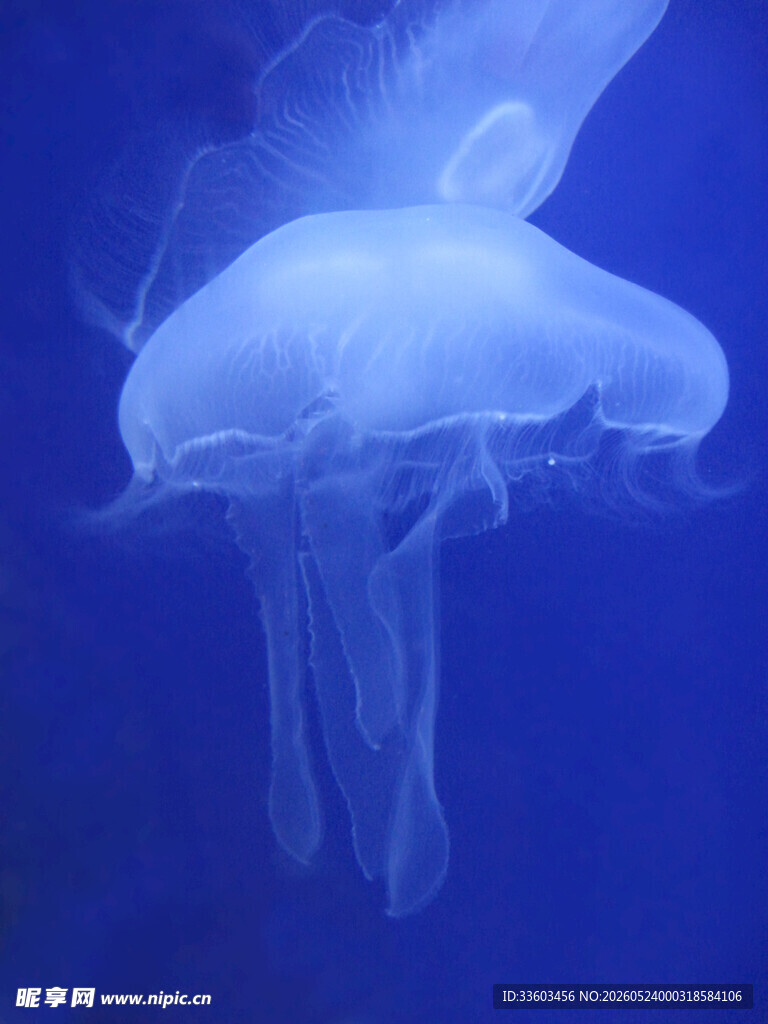 梦幻水母在蓝色海洋中游动