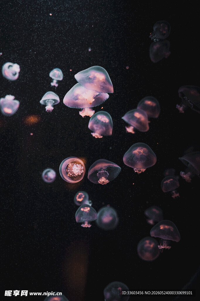 梦幻水母在水中轻盈漂浮