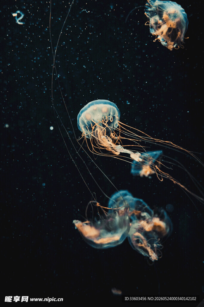 梦幻水母在深海中游动
