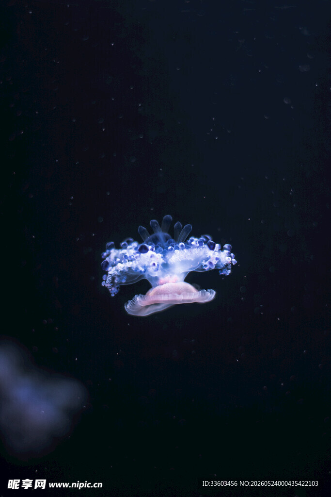 梦幻水母在水中优雅游动