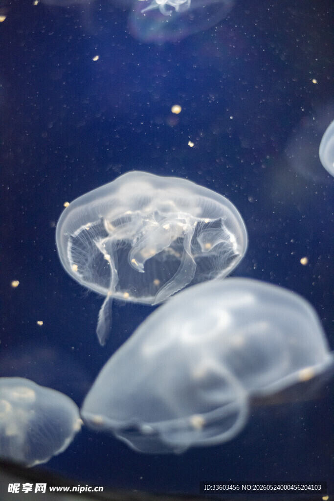 梦幻水母在深蓝中悠游