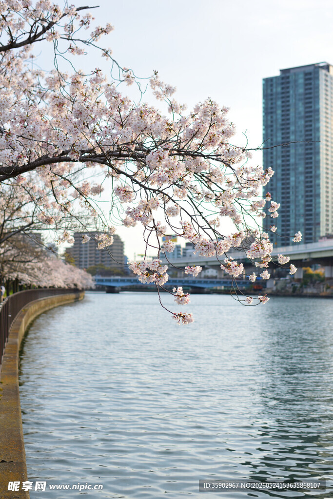 河畔樱花与现代建筑美景