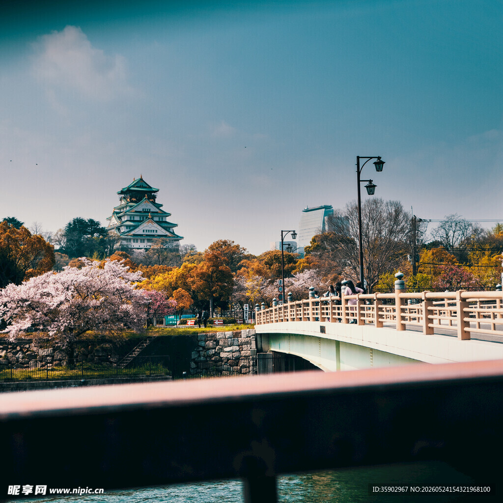 春日河畔桥边烂漫樱花景