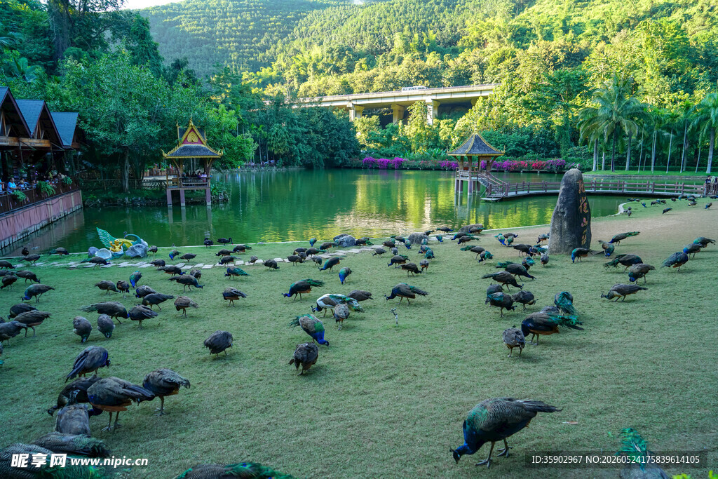 湖畔群鸟栖息的自然美景