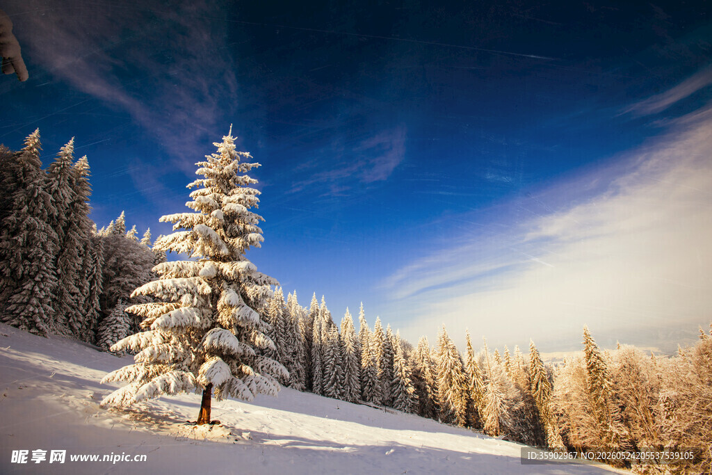 雪覆孤松的冬日山林美景