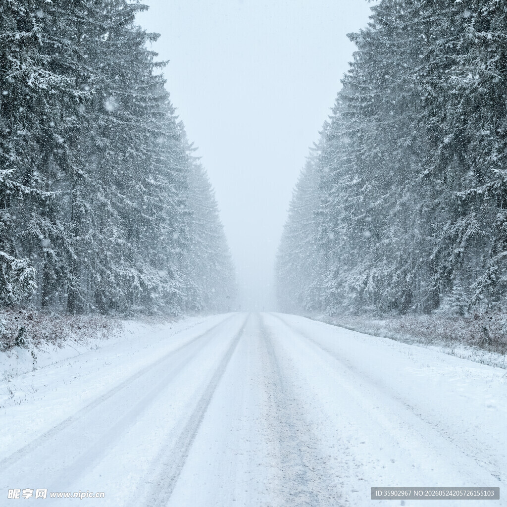 雪覆林间路