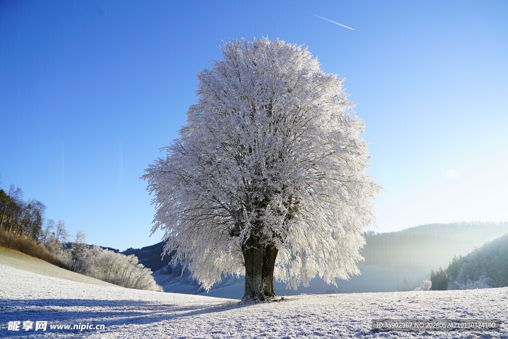 冬日孤树雪景