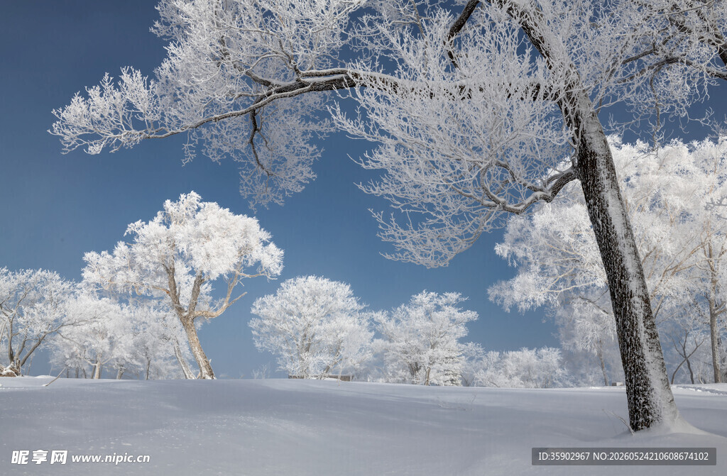 冬日雪覆树林美景