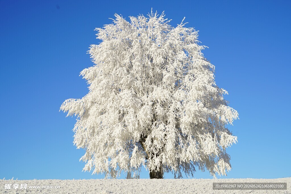 冬日银树尽显冰雪之美