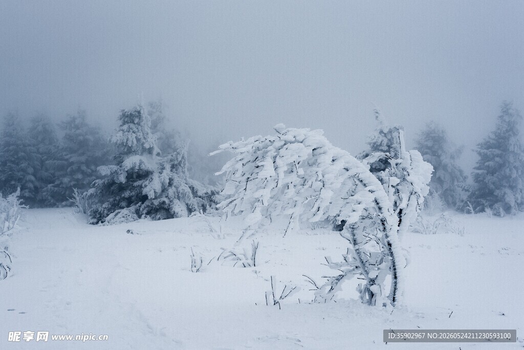 雪覆旷野中的弯折树木