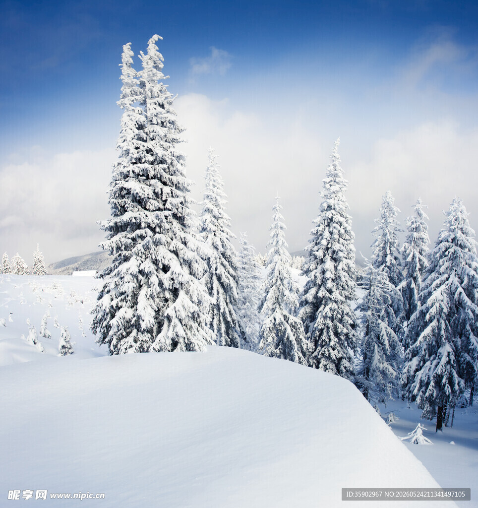 冬日雪景中的挺拔雪松树