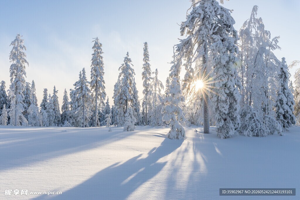 冬日雪林阳光洒落美景