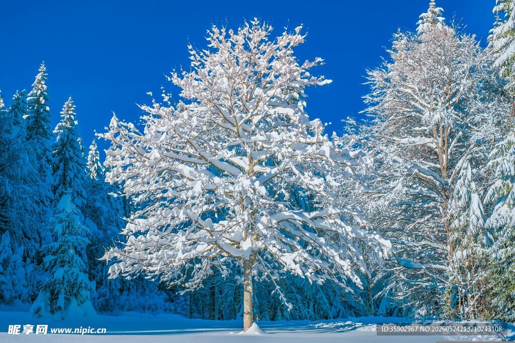 冬日雪景中的银白树木