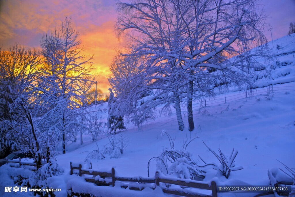 冬日雪林夕阳美景