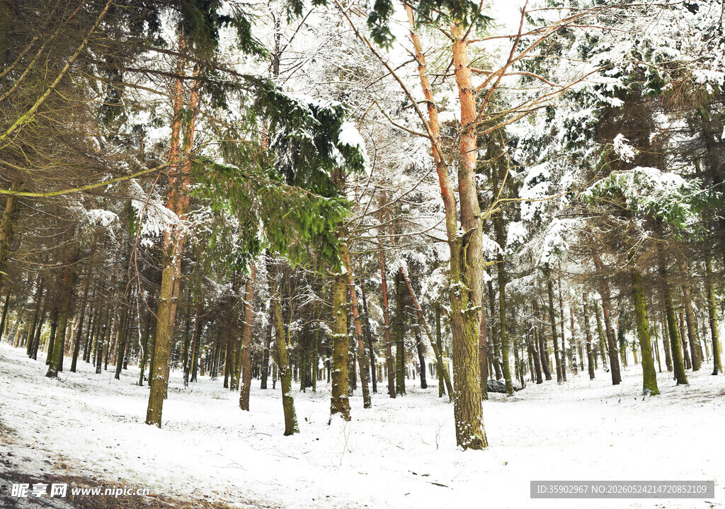 冬日雪覆林间景观