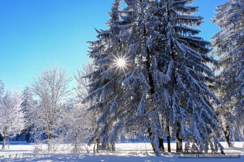 冬日雪景中的挺拔雪松