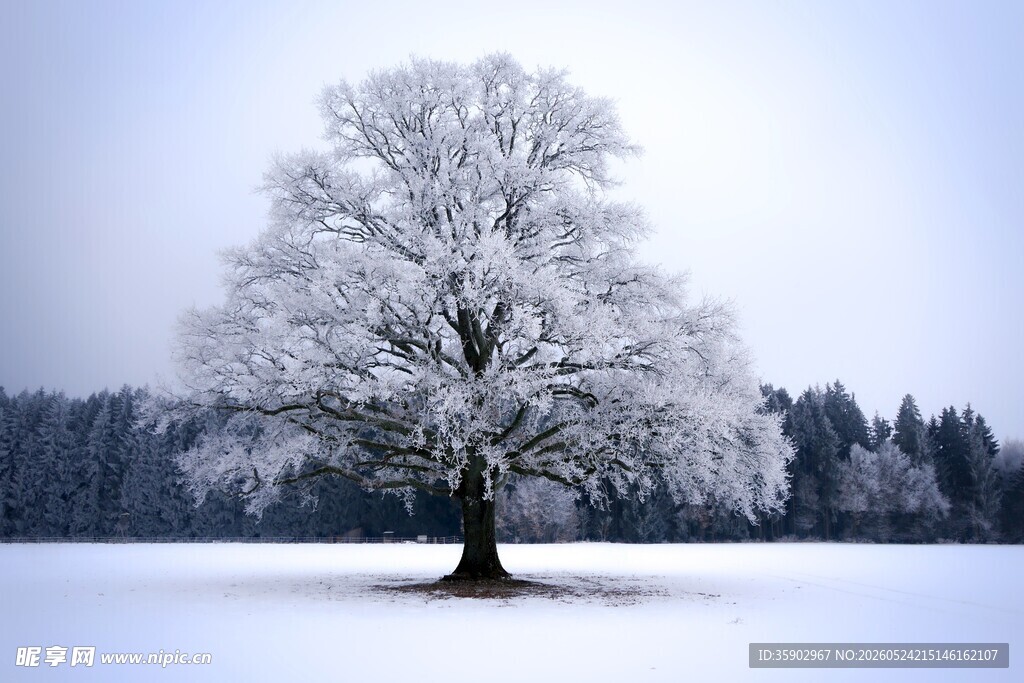 雪覆孤树的冬日美景