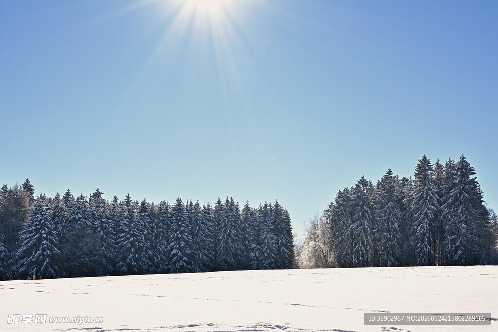 冬日雪林风景