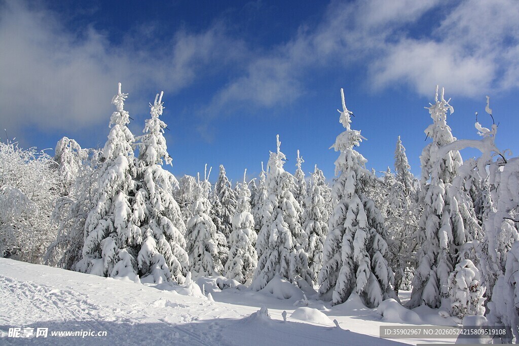 冬日雪景中的银白松林