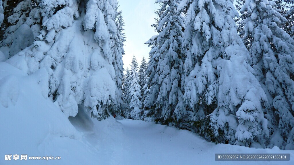雪覆松林的冬日美景