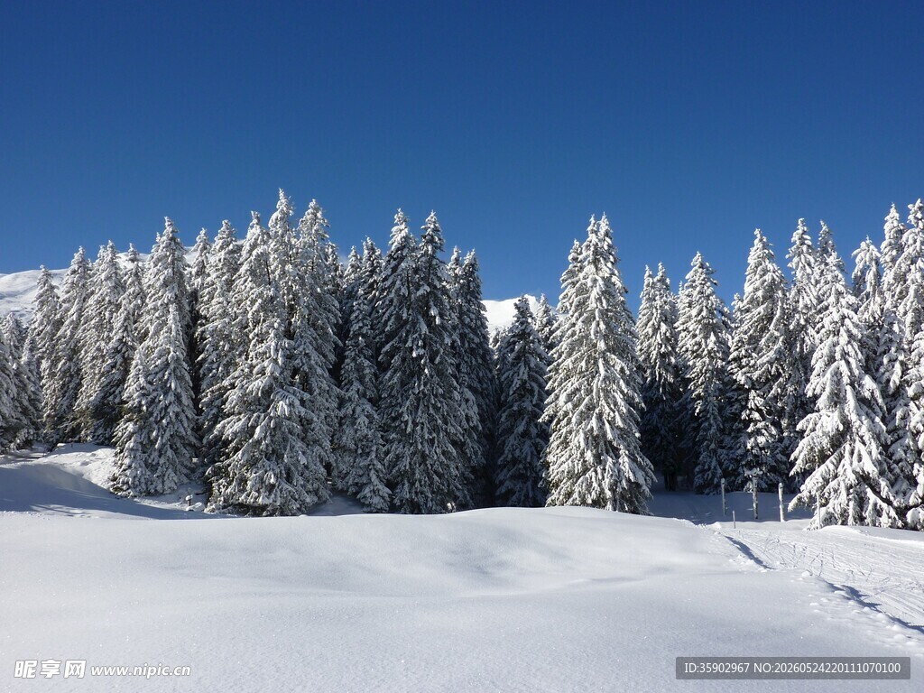 冬日雪景中的银白松树林