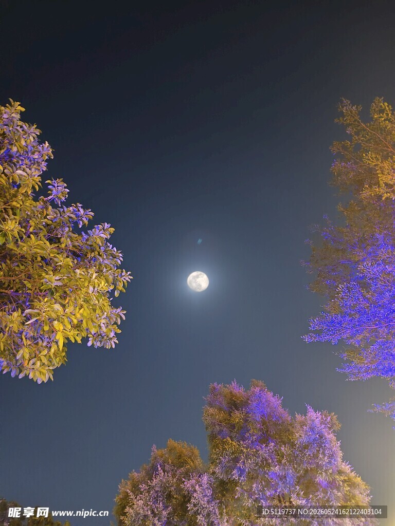 月夜下绚烂绽放的繁花