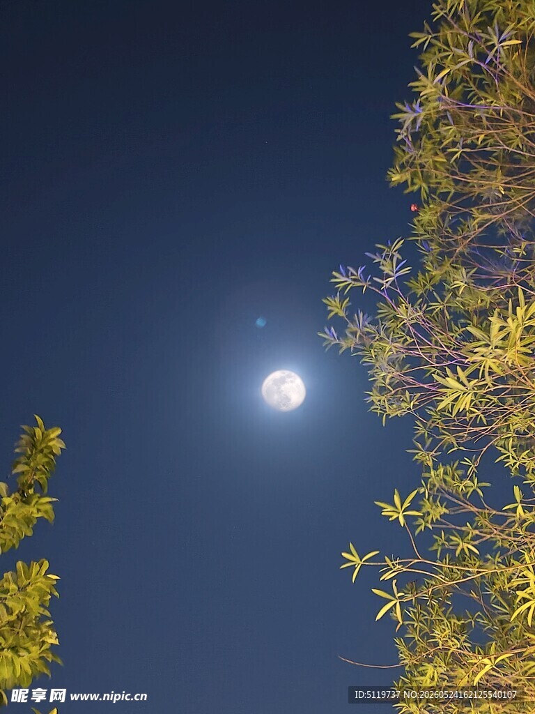 月夜下的树木与皎洁明月