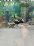 熊猫悠闲躺于绿植环绕处